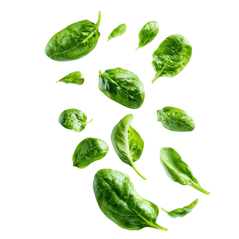 spinach_leaves_